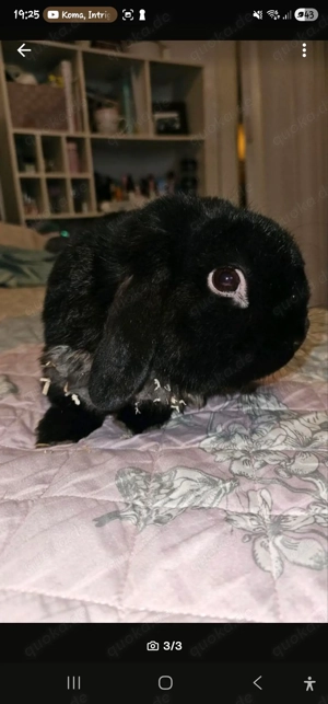 Zahlen kaninchen abzugeben 