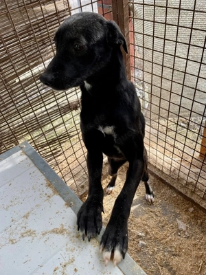 Vilma, z. Zt. in Ungarn, ist ein typischer Welpe.