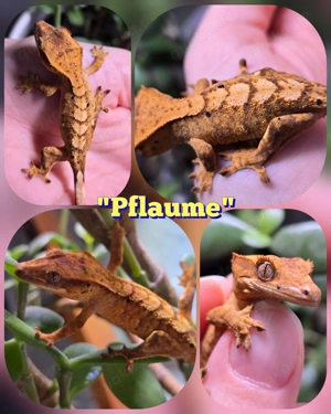 0.0.1 Correlophus ciliatus Kronengecko "Pflaume"