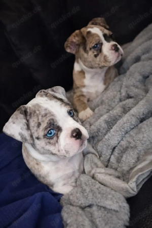 Wunderschöne reinrassige American Bully Welpen suchen ihr Zuhause 