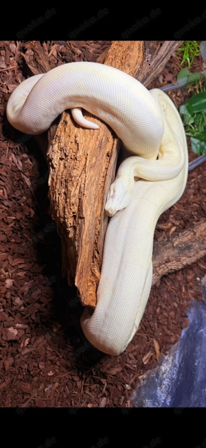 0.1 Boa Moonglow poss Jungle Bild 3