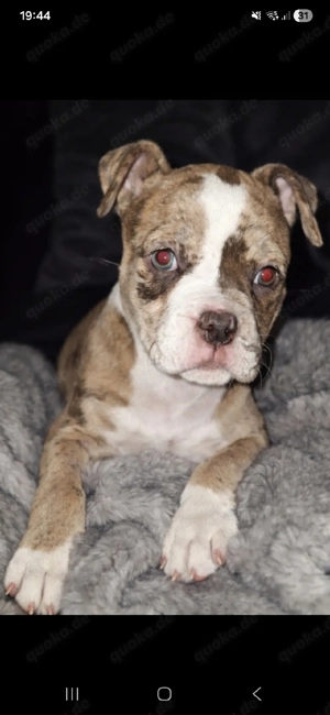 Wunderschöne reinrassige American Bully Welpen suchen ihr Zuhause 