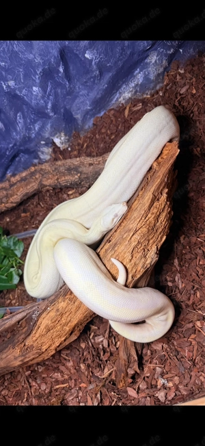 0.1 Boa Moonglow poss Jungle Bild 2