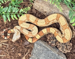 Boa constrictor 1.0 VPI Keywest 