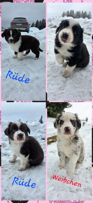 Miniatur Australian Shepherd 