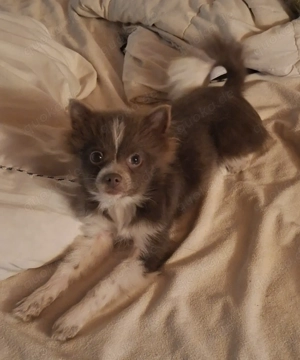 1 Pomchi Welpe sucht noch ein Zuhause 