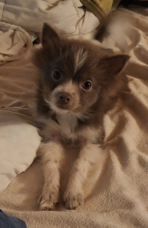 1 Pomchi Welpe sucht noch ein Zuhause 