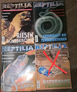 Draco Reptilia Elaphe