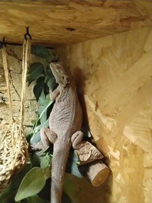 Bartagamen abzugeben