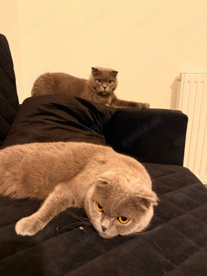 Verkaufe 2 Brittische Kurzhaar!