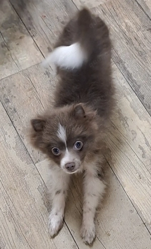 1 Pomchi Welpe sucht noch ein Zuhause 