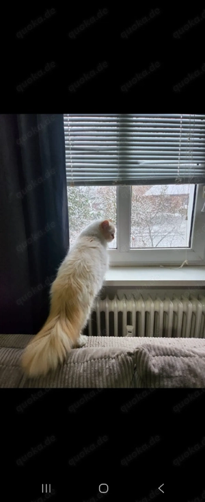 britisch langhaar kater 9 monate 