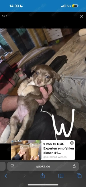 Welpen zu verkaufen!