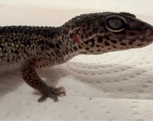 Leopardgecko Black Night net Blizzard Weibchen 