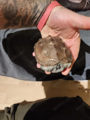 Chinesische Dreikielschildkröte