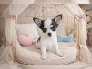Chihuahua-Welpen suchen liebevolles Zuhause chihuahawelpe gmail com
