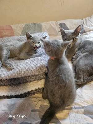 russisch blau kitten 