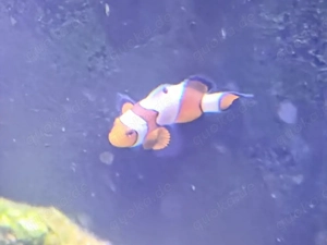 Aquariumauflösung: Clownfische, Paletten-Doktorfisch & Kardinalbarsch