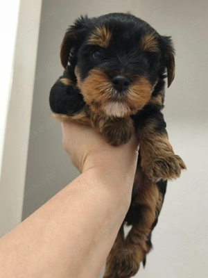 Yorkie-Poo-Rüden. Diese flauschigen kleinen Kerlchen suchen ein neues Zuhause. Reservierungen sind m