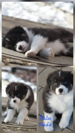 AustralianShepherd Bordercollie Welpen 