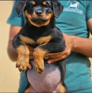 Wunderschöne Hündinnen abzugeben. AKC-registriert, Elterntiere gesundheitsgeprüft. Die Welpen werden