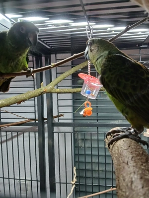 grüne Kongopapageien Paar abzugeben