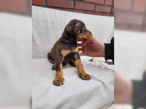 Zuckersüßenn Dobermann Welpen!!