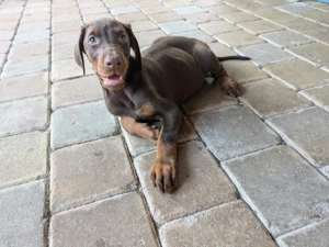 Dobermann Welpen suchen ein liebevolles neues zu Hause.!!