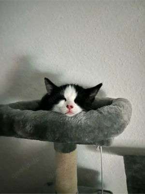 Suchen kitten begleiter