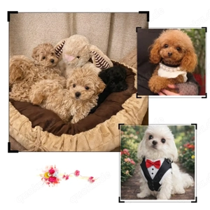 Exklusive Mini Maltipoo Welpen aus traumhafter Verpaarung kleiner, wunderschöner Eltern. Bild 10