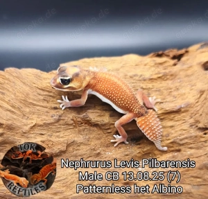 Nephrurus levis pilbarensis NZ2025 (australische Knopfschwanz-Gecko)