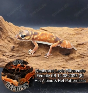 Nephrurus levis pilbarensis NZ2025 (australische Knopfschwanz-Gecko)
