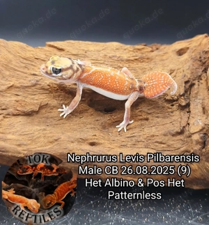 Nephrurus levis pilbarensis NZ2025 (australische Knopfschwanz-Gecko)