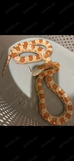 Wunderschöne Kornnatter abzugeben 