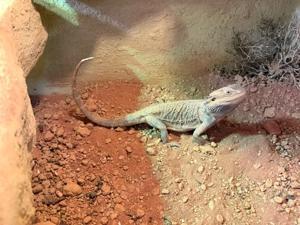 Zwei Bartagamen Weibchen inkl Terrarium