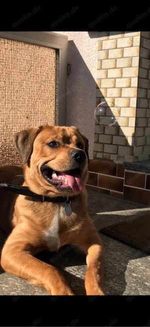 rottweiler, cane corso rüde 