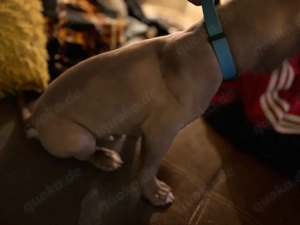 americanische Bully Mischling welpen