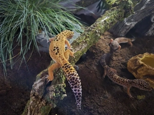 Leopardgeckos Zuchtgruppe 1.2 