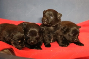 Mittelspitz Welpen, schöne Farben 