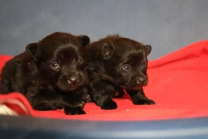 Mittelspitz Welpen, schöne Farben 