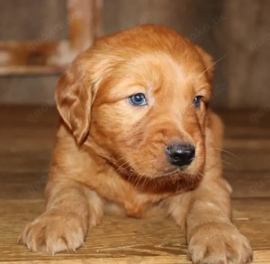 Suchen Sie einen gesunden, reinrassigen Golden-Retriever-Welpen? Wir haben aktuell drei Welpen, die 