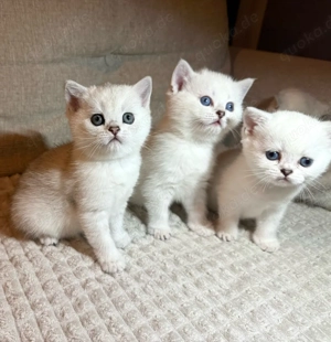 BKH kitten Britisch Kurzhaar