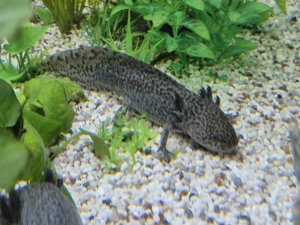 Axolotl männlich ,gerne tausch gegen weiblich  Bild 2