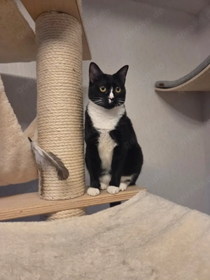 liebes katzenmädchen