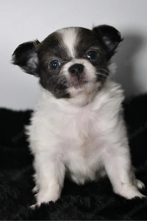 Chihuahua Welpen - Hündinnen mit Stammbaum 