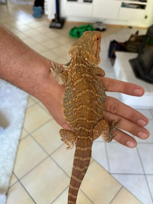 Bartagamen Männchen Tiger leatherback het Hypo 