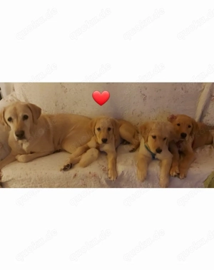 Hundewelpen suchen Familie