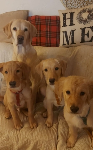 Welpen suchen Familie   