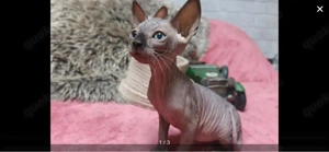 Canadian Sphynx letztes Kitten Stammbaum männlich 