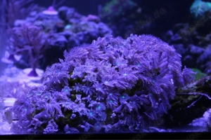 Clavularia Tricolor Koralle Bild 2